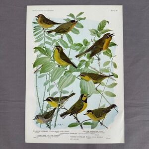 1936 Louis Fuertes Yellow Throat Chat Warbler Bird Plate Vtg Art Wall Print